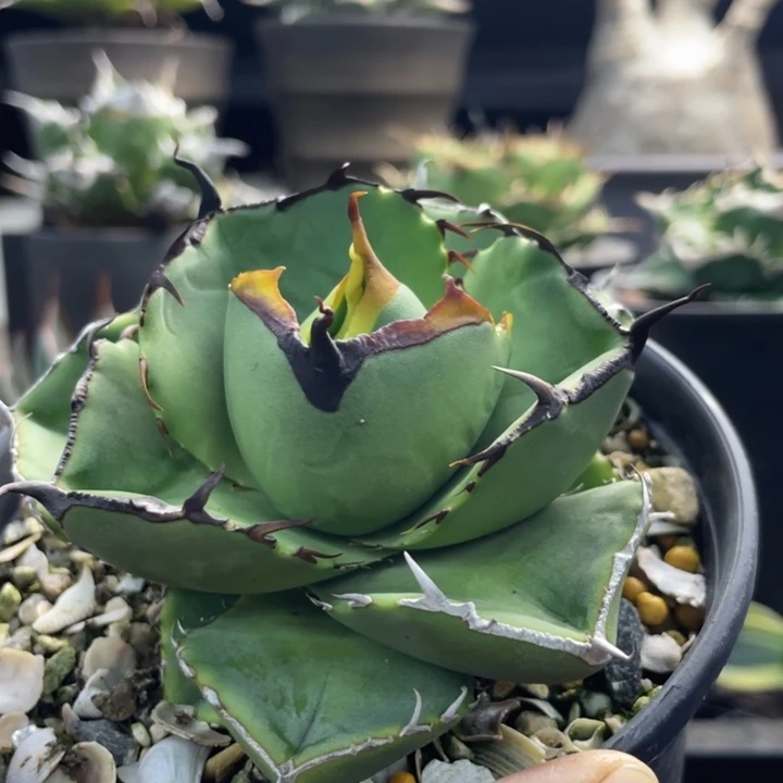 【闪购商品】圣剑