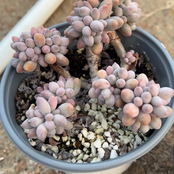 手指多肉植物448多肉植物