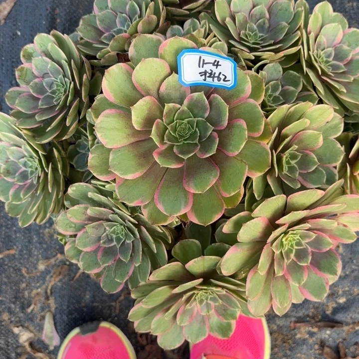 粉花妖多肉不包损62