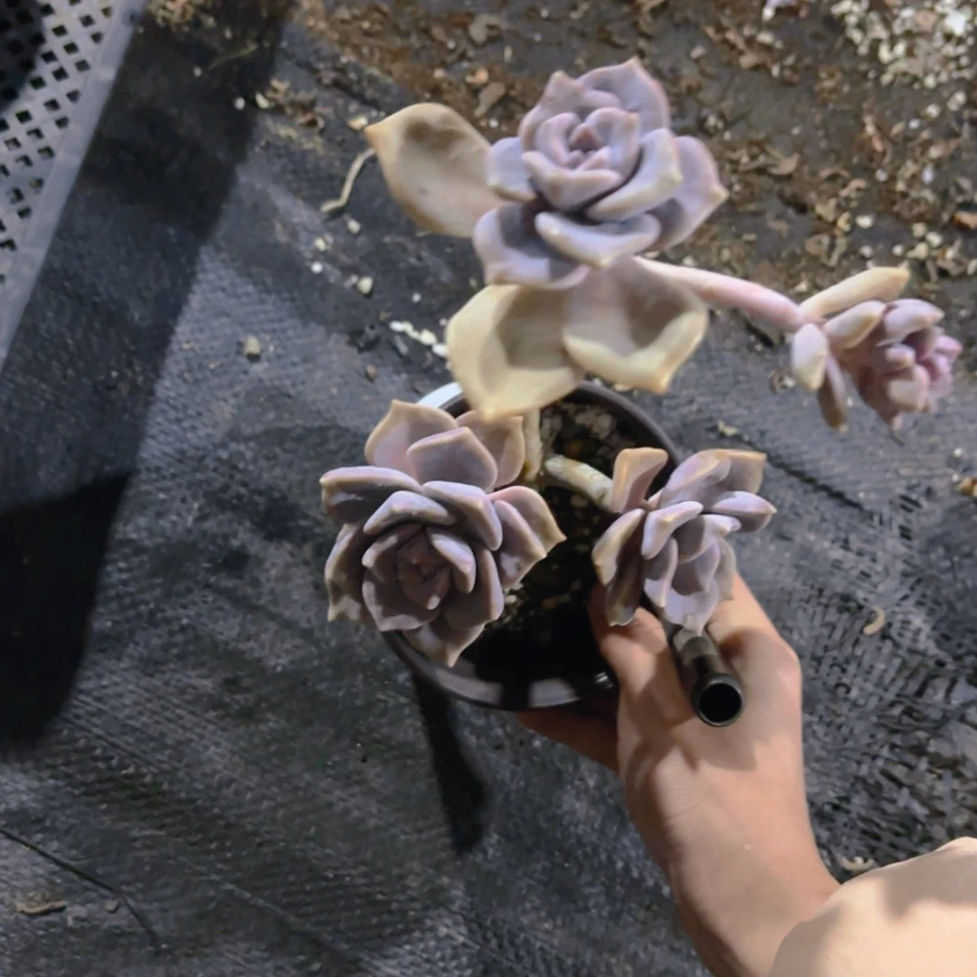 窗***了11cm紫乐新疆包邮