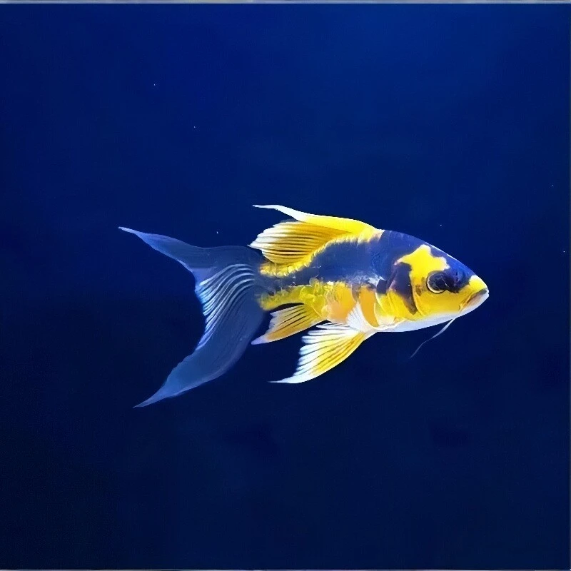 淡水观赏鱼苗冷水德系玛雅大酋长蝴蝶鲤长尾大鳍球体好养耐活锦鲤