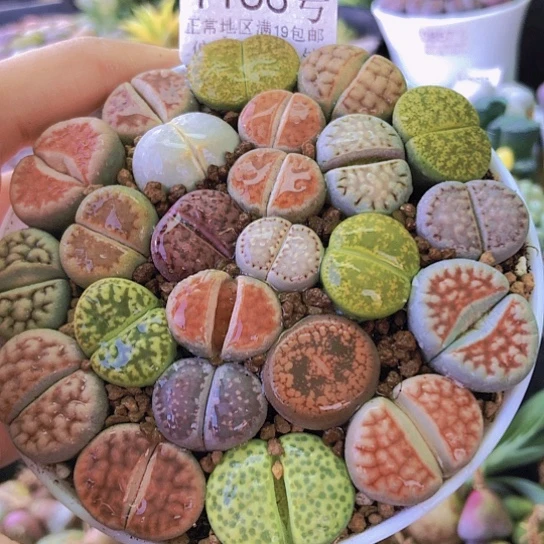 无花朵1166，9厘米盆如图