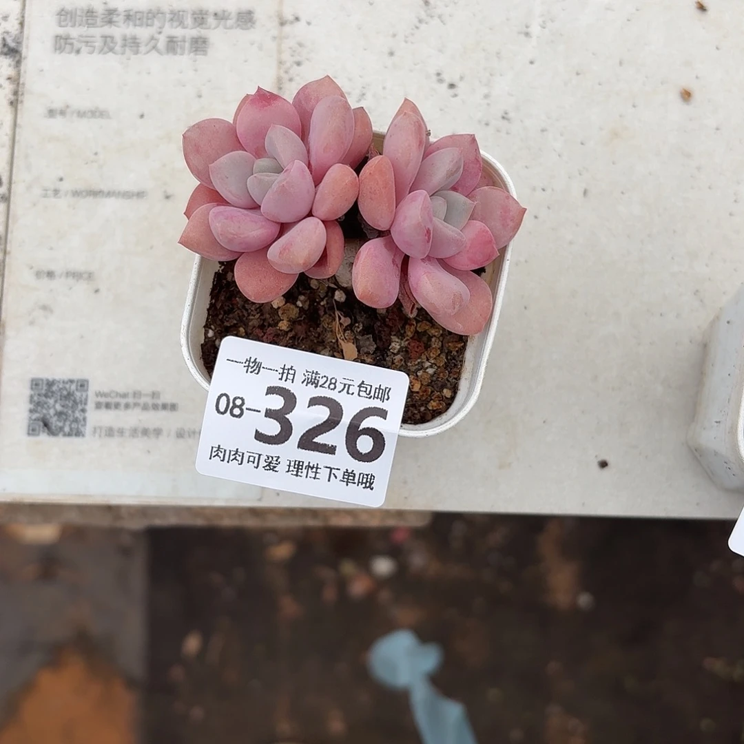 花斑鹿多肉无盆土发货无盆土发货无