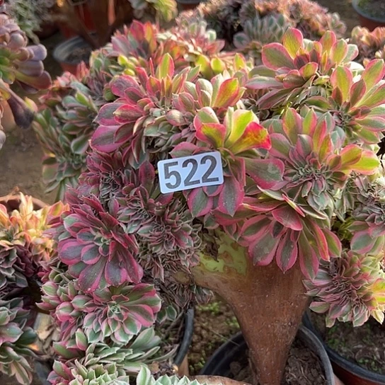 时***光多肉植物一个女巫522