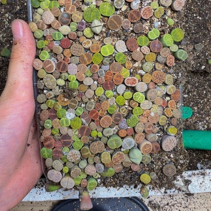 秋***°多肉植物的生长发育75