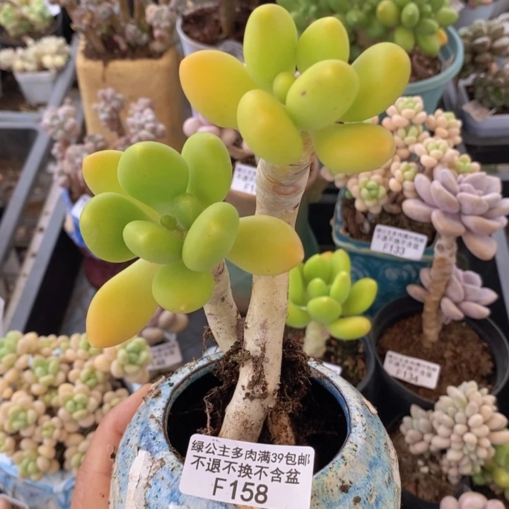 金蝉老桩158多肉植物