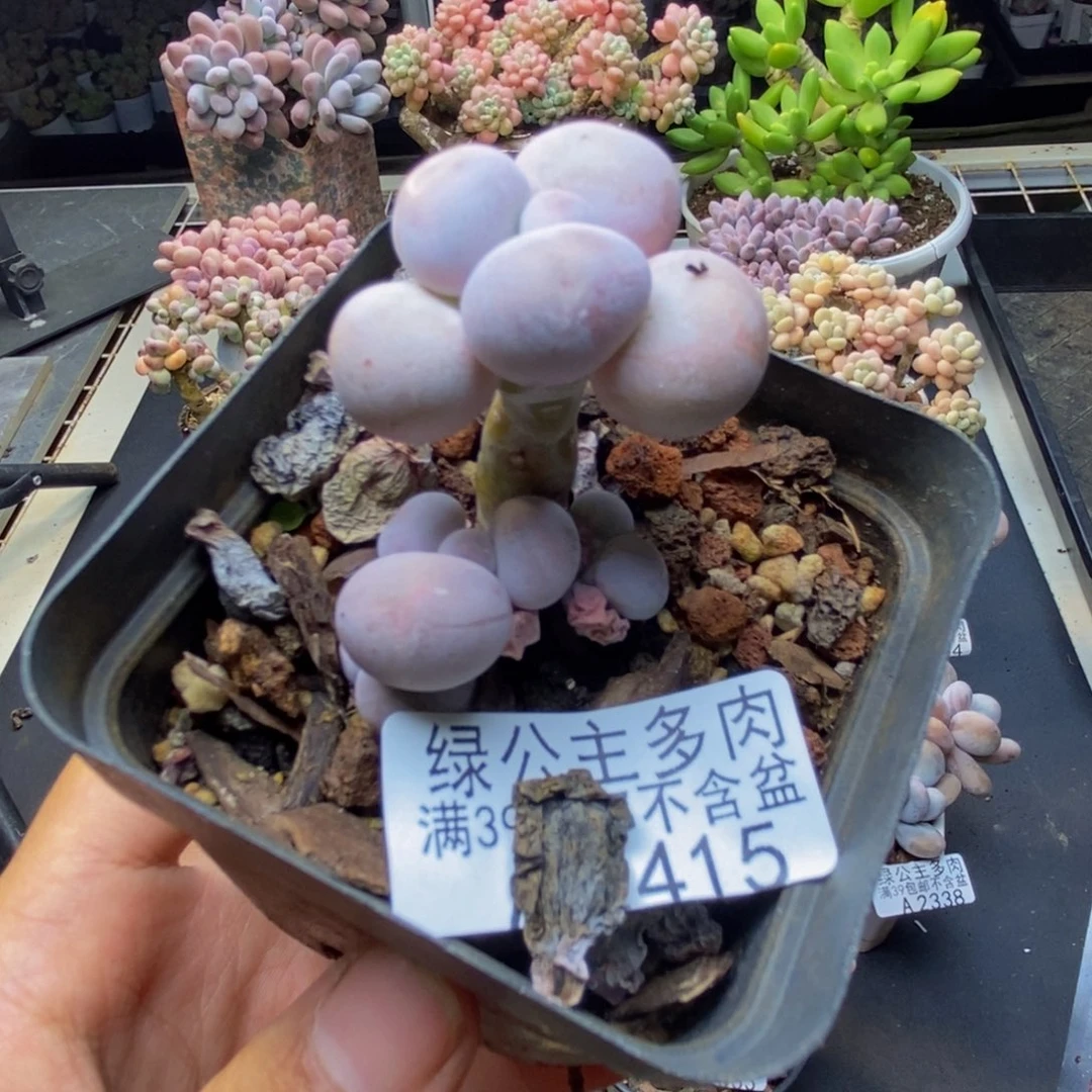 415橙奶多肉肉3c m