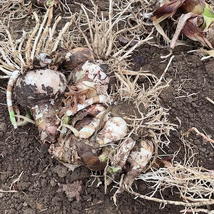 杂交三大棵开花无售后