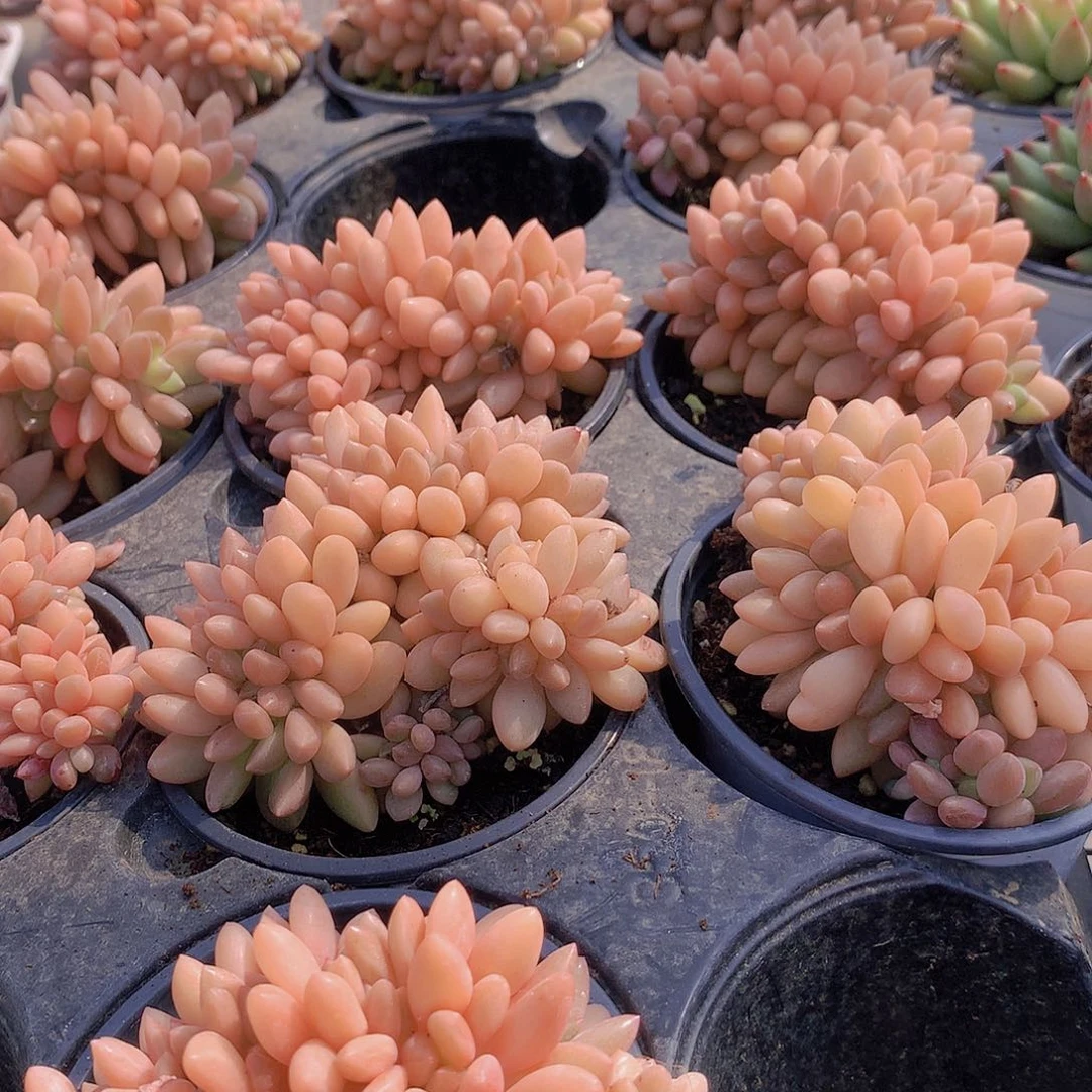 黄体水晶球缀化45678899900