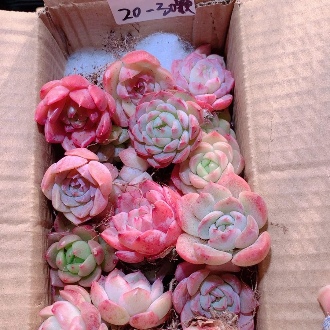 26-量拍脱土发20-30颗