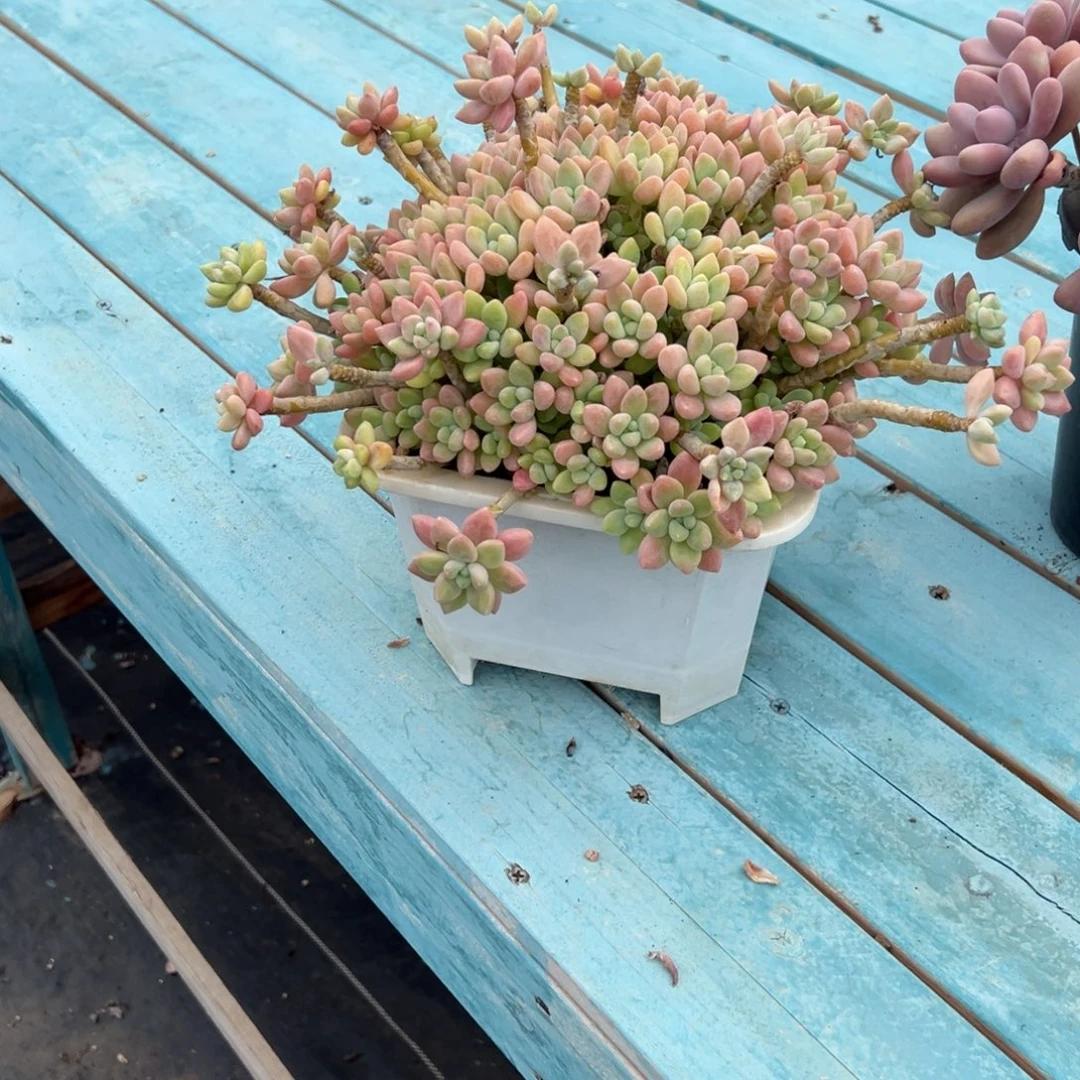 安***然奶酪蛋糕多肉植物脱土