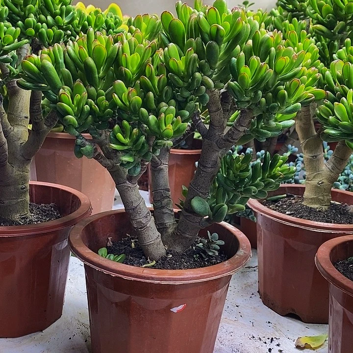 招财猫一物一拍多肉植物