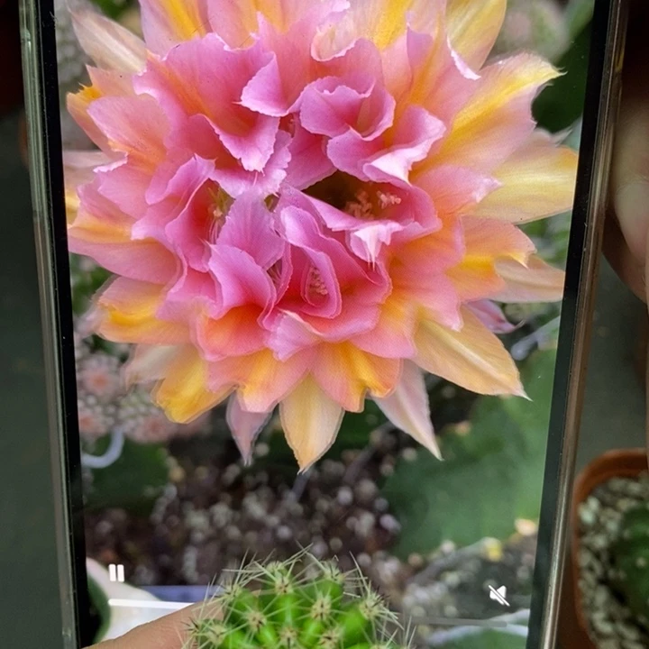 香香卷花侧芽2公分左右