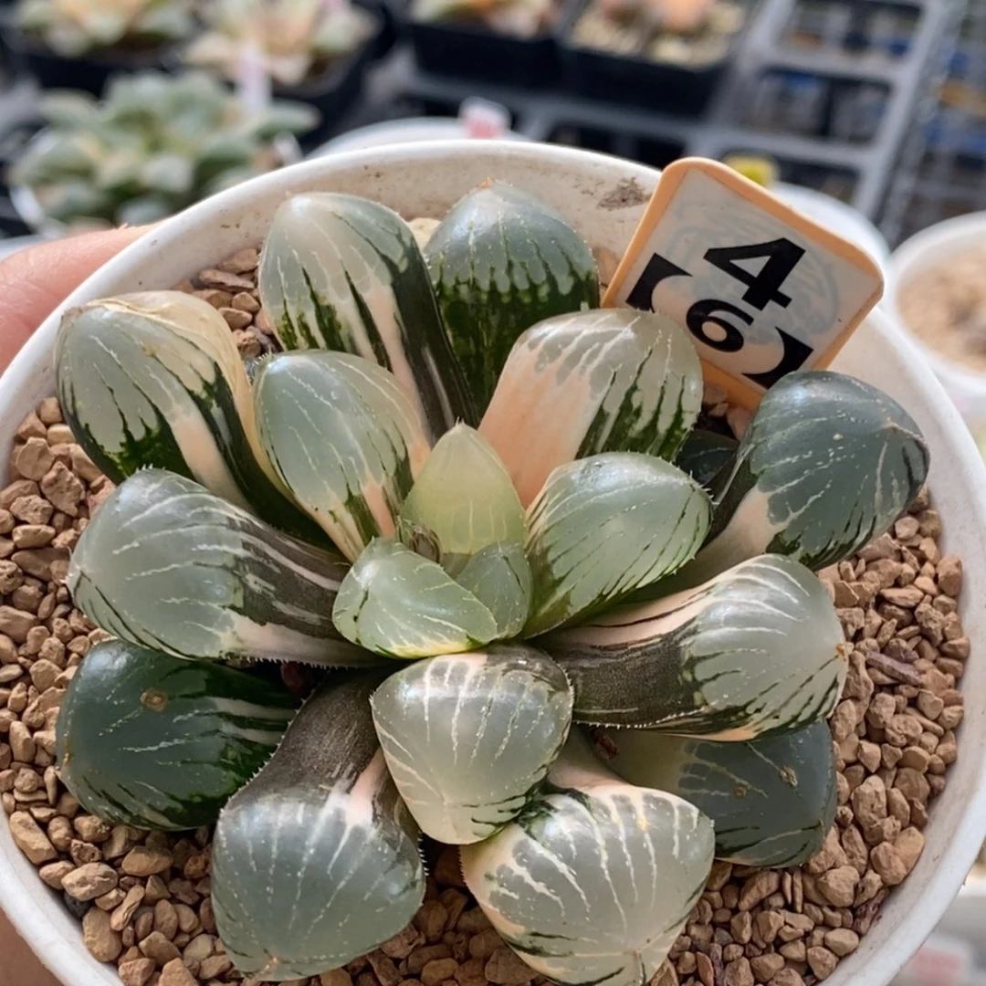 4号糯玉露锦多肉植物