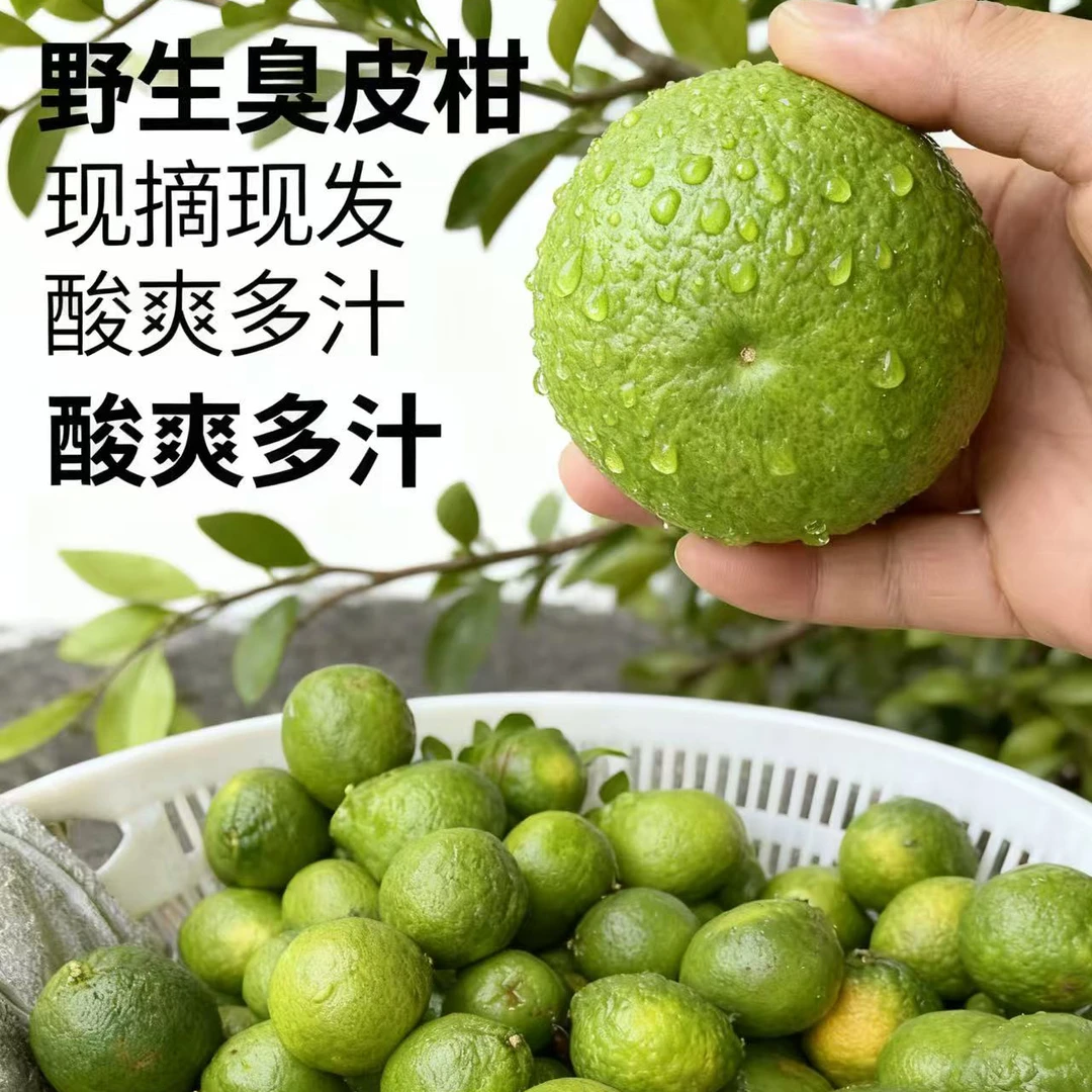 已经熟透了是黄色的湖南臭皮柑 野生酸橙臭柑子 特别酸的一种水果