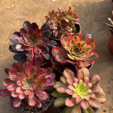 077多肉植物组合