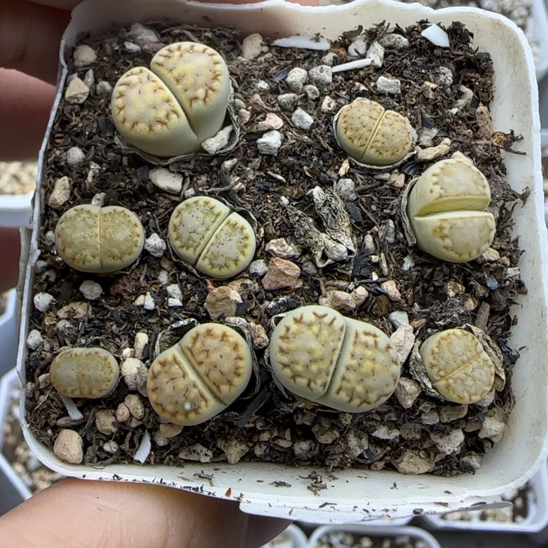 一盒黄绿饼干清框福利30包邮