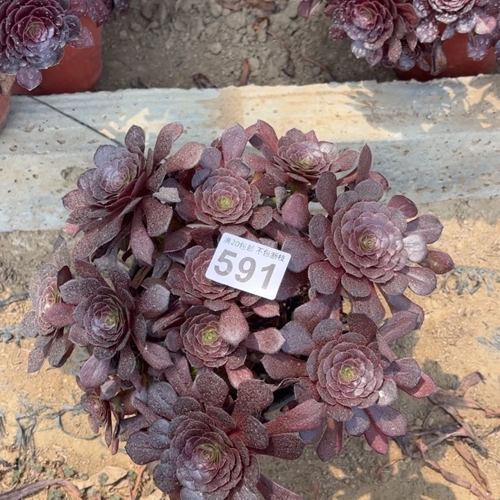 红萝莉591不包断枝