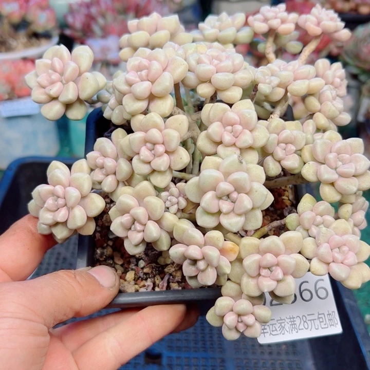 幸运的是我还在幸运