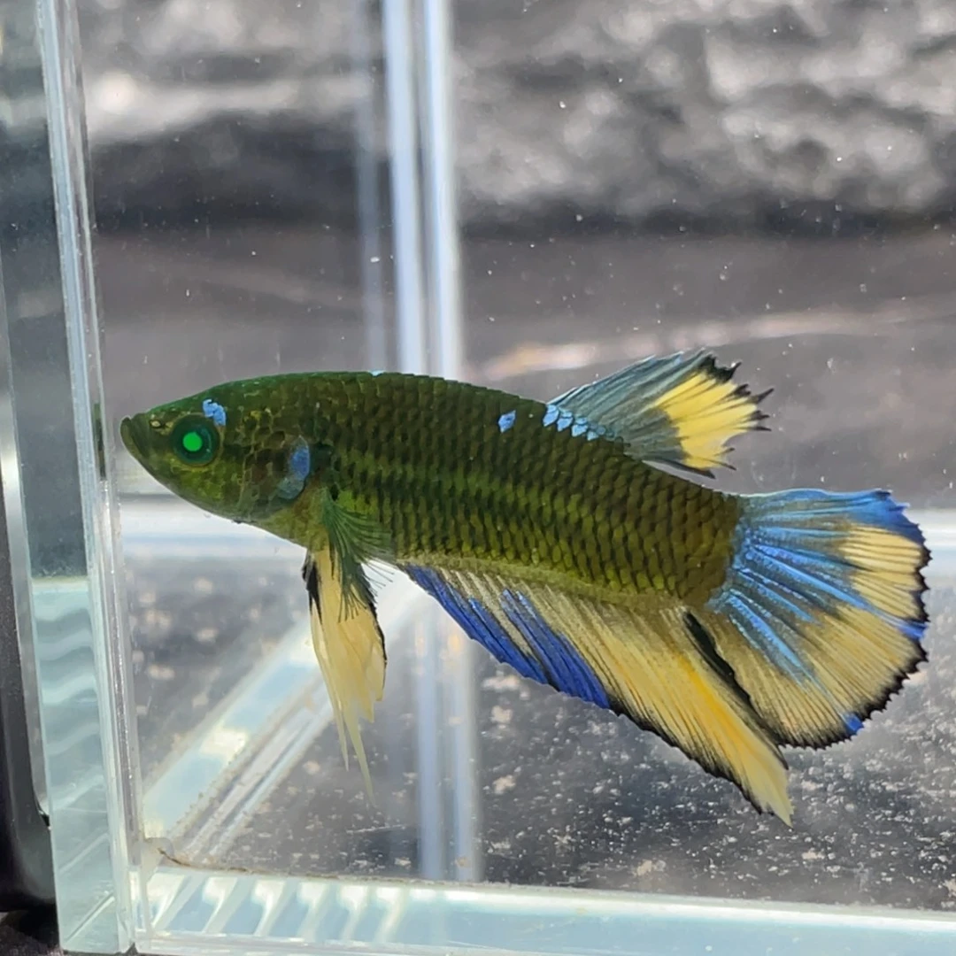 斗鱼绿魔碎星将军公