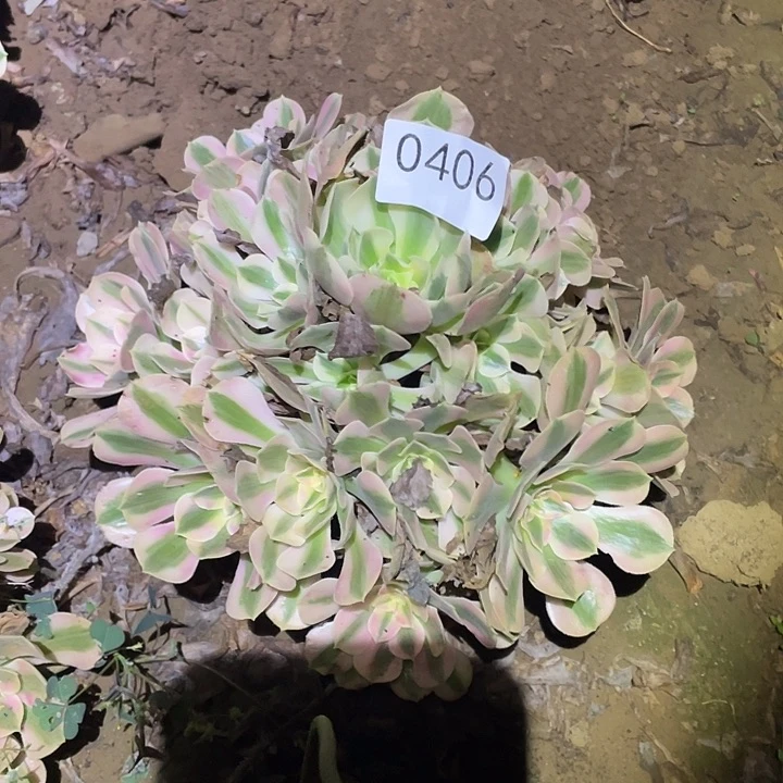 语*风多肉植物法师不包断枝405.406女巫