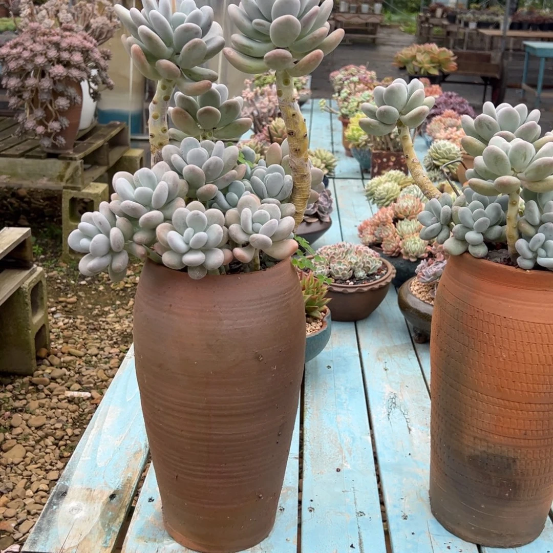 用***4奶酪补价多肉植物脱土