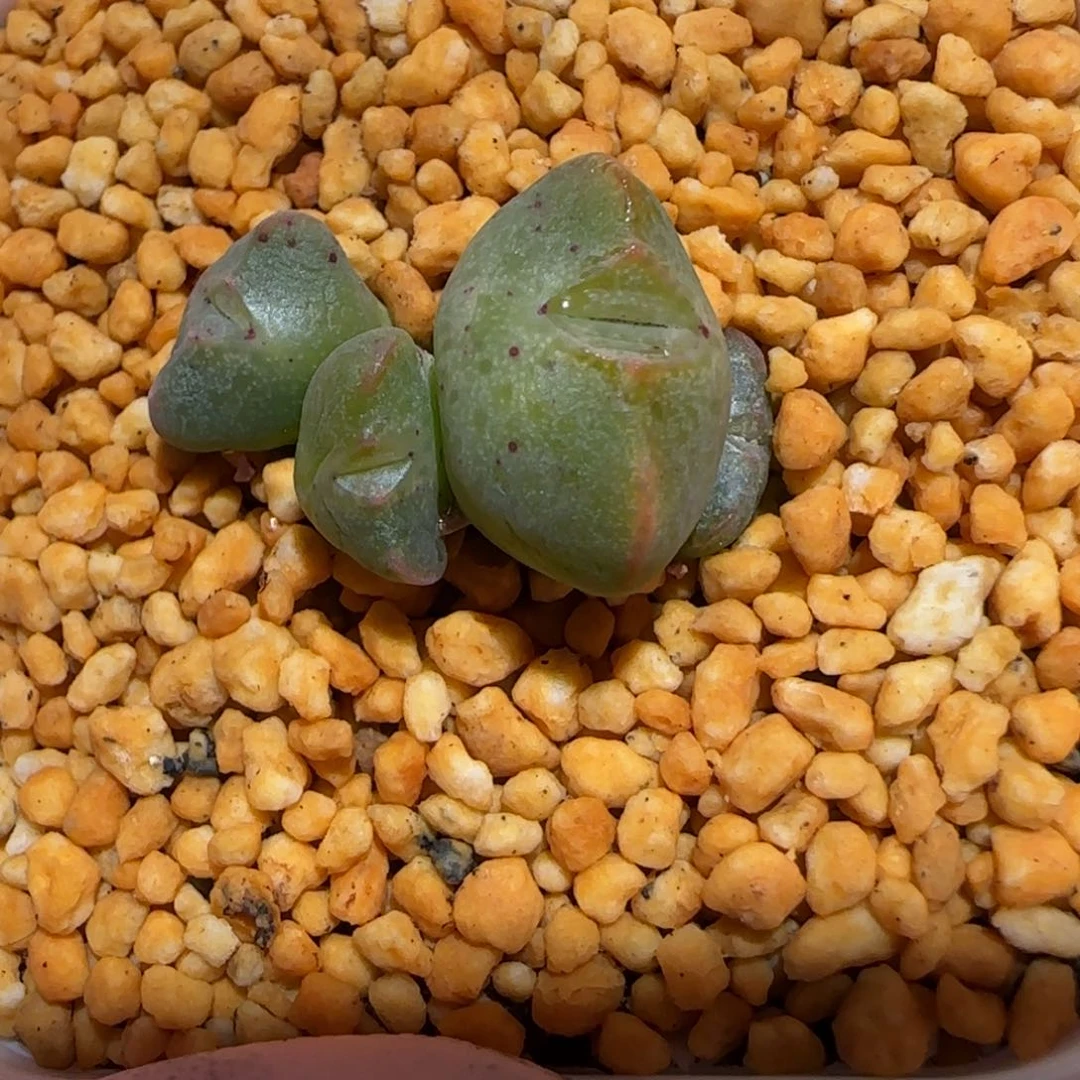 肉锥多肉植物百科-sb2035、95