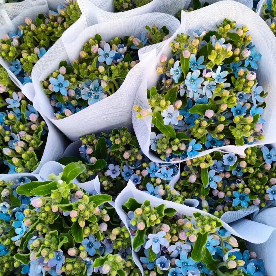 【花晓】蓝星花 凑单发货 （天冷拍保温棉否则冻坏不售后）