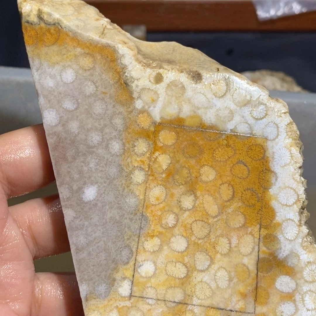 【闪购商品】未镶嵌珊瑚玉硅化玉
