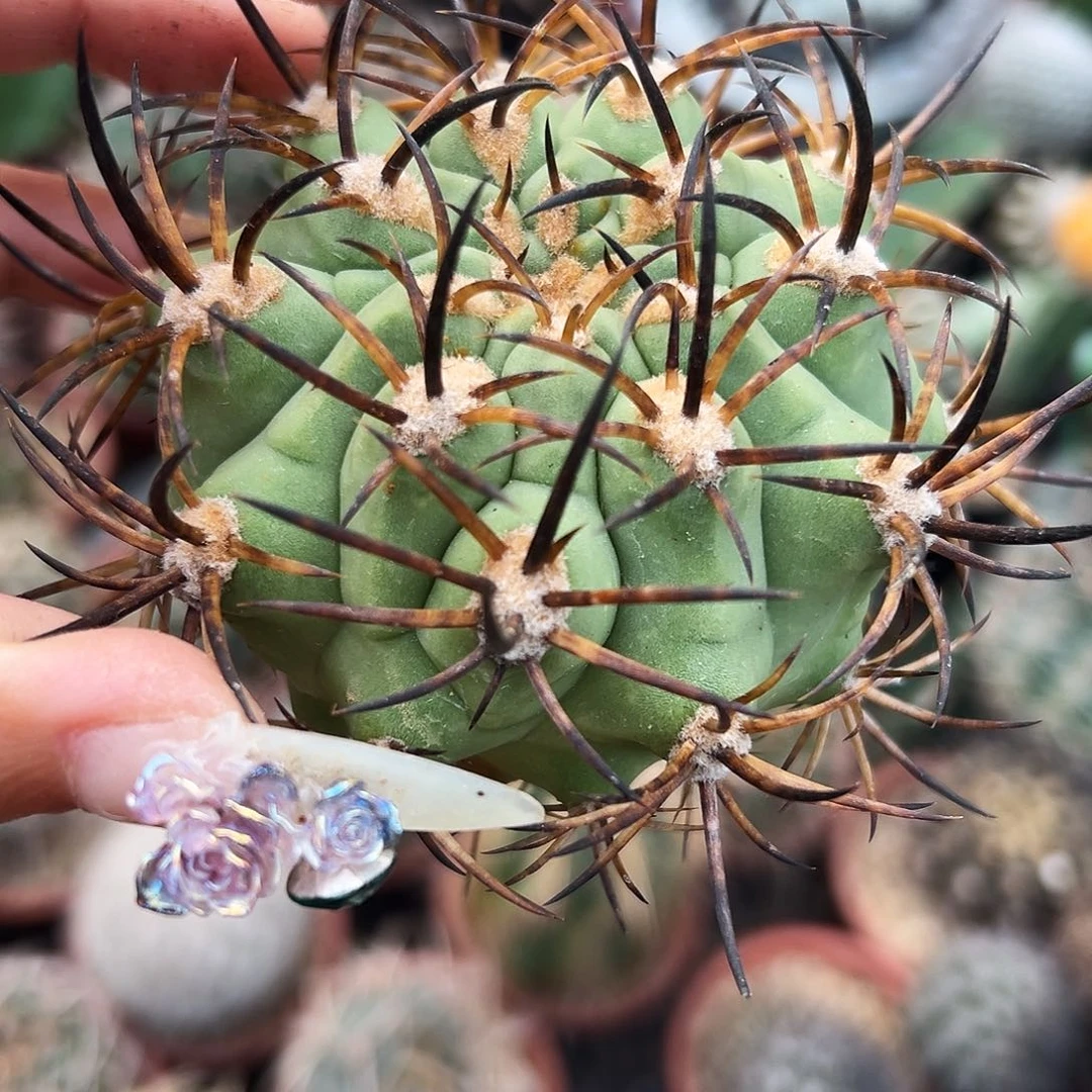 500津玉有根仙人球66666666