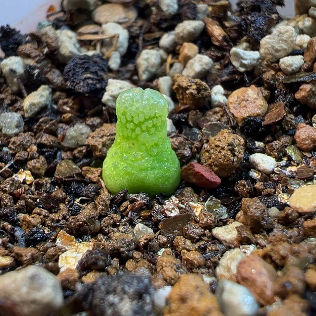 963多肉植物种类多样