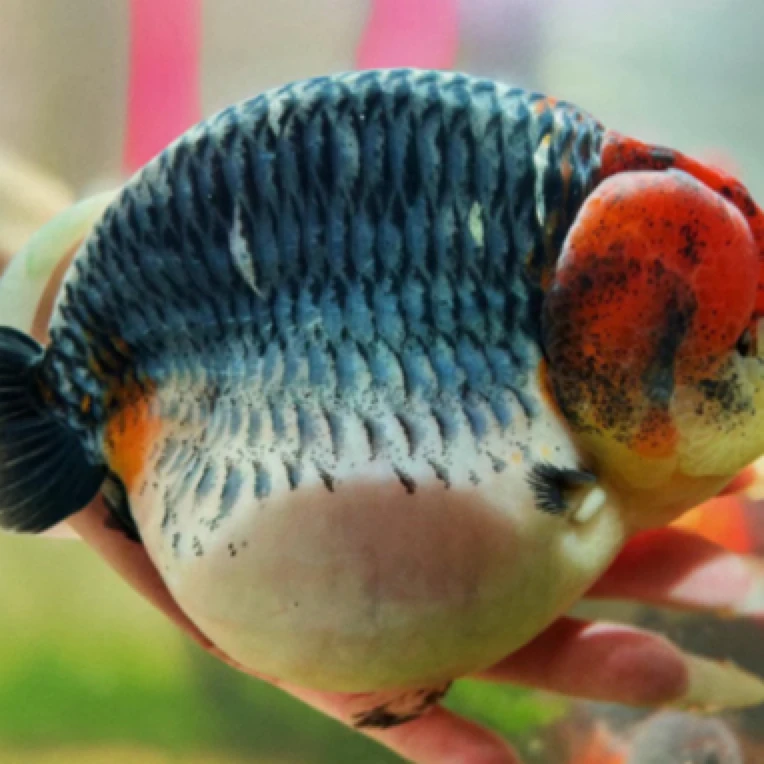 【潘氏金鱼】直播间兰寿拍链接