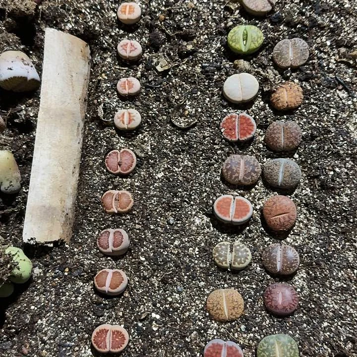 生石花1111。   629