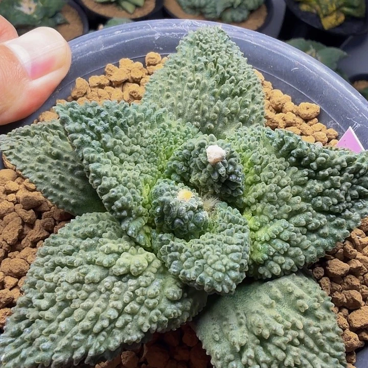 叶片大而宽肥珍珠颗粒