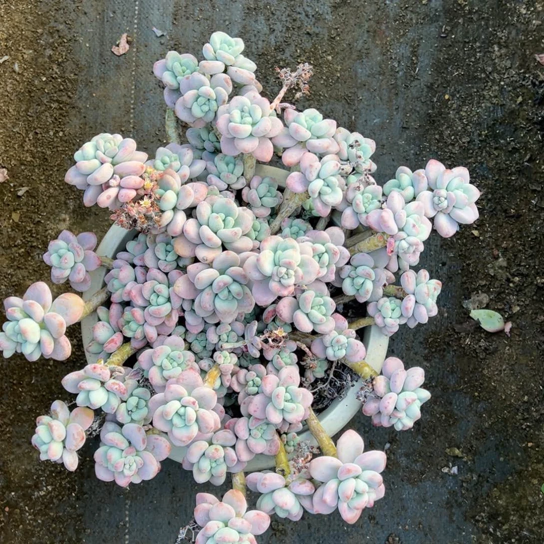 露养悬崖洛神悬崖