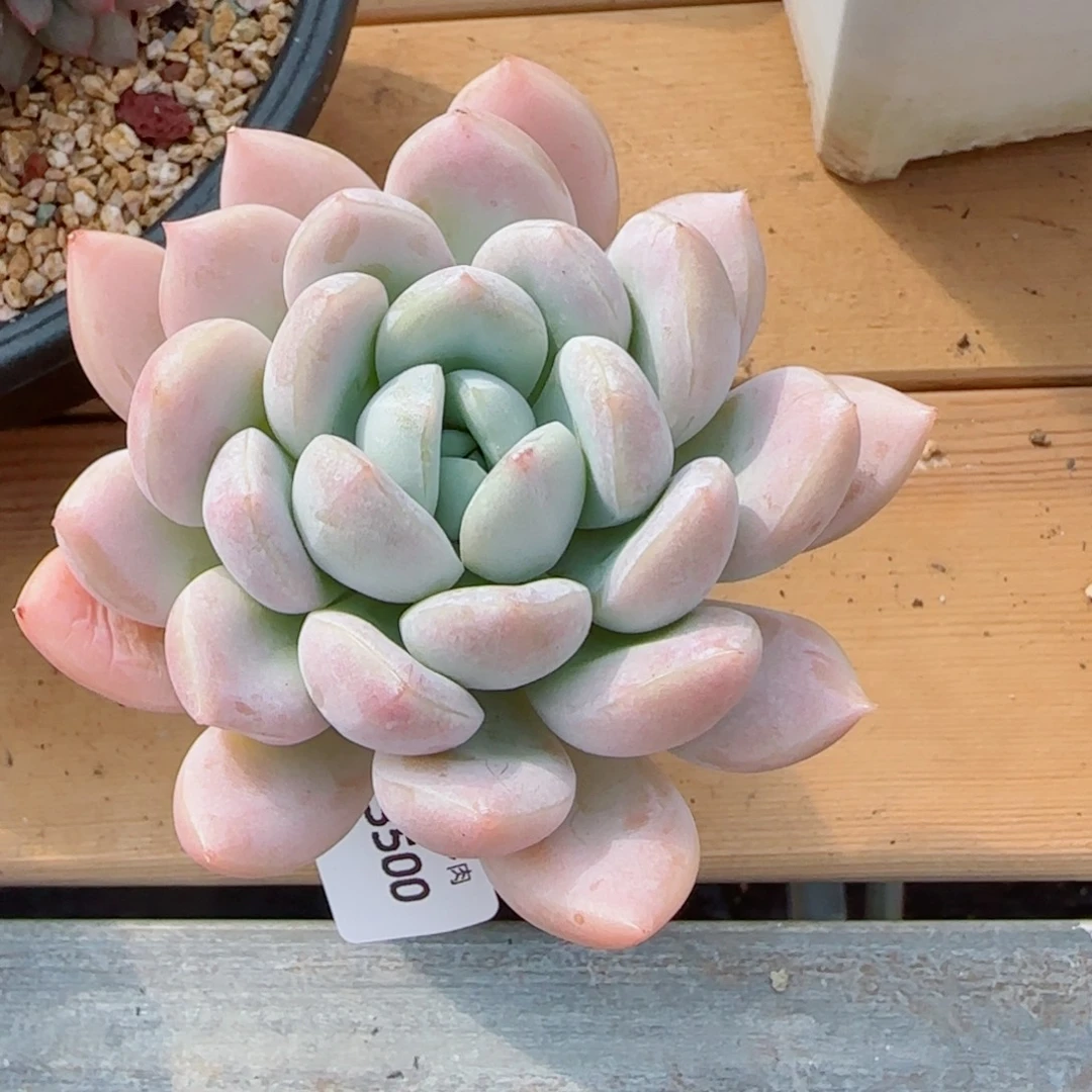 白芙蓉，3500多肉植物