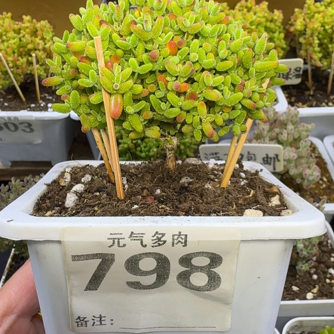 蜜桔糖球枝干番杏