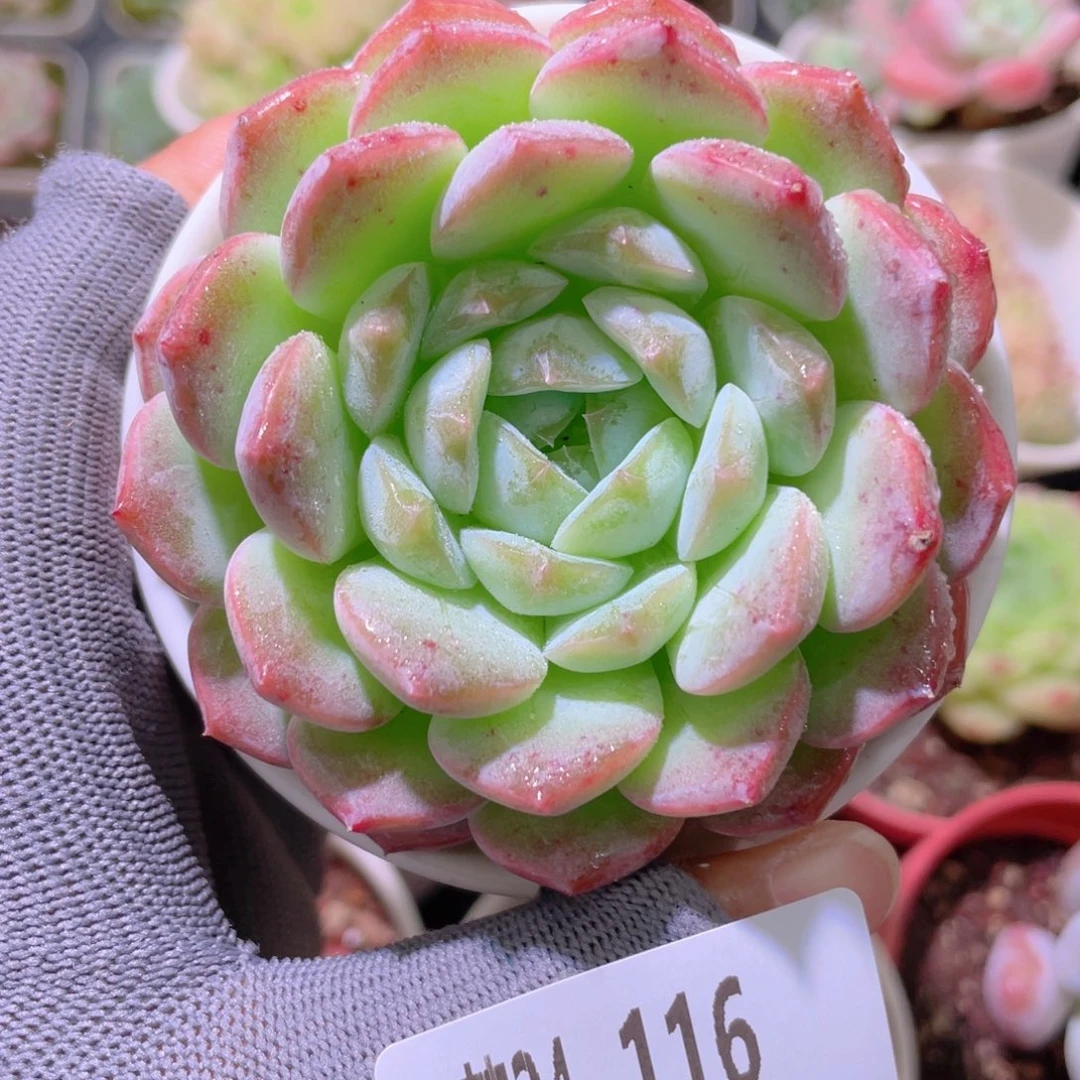 花利美24-116白桃汽水