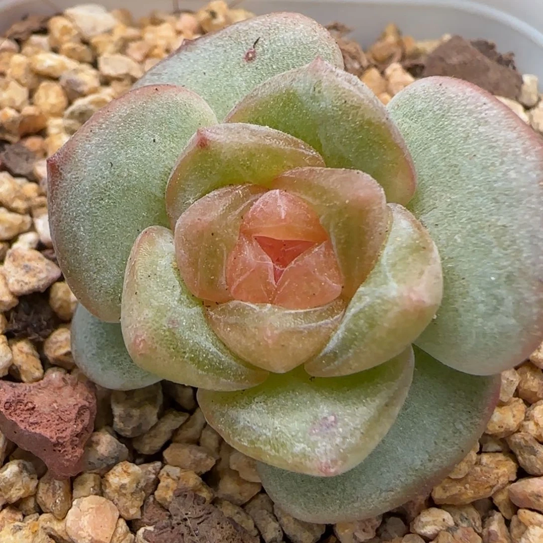 【满39包哟非偏远】125