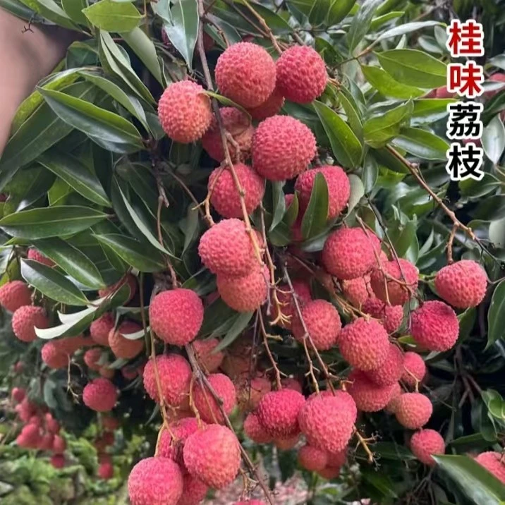 لىجى 荔枝（500g)龙眼