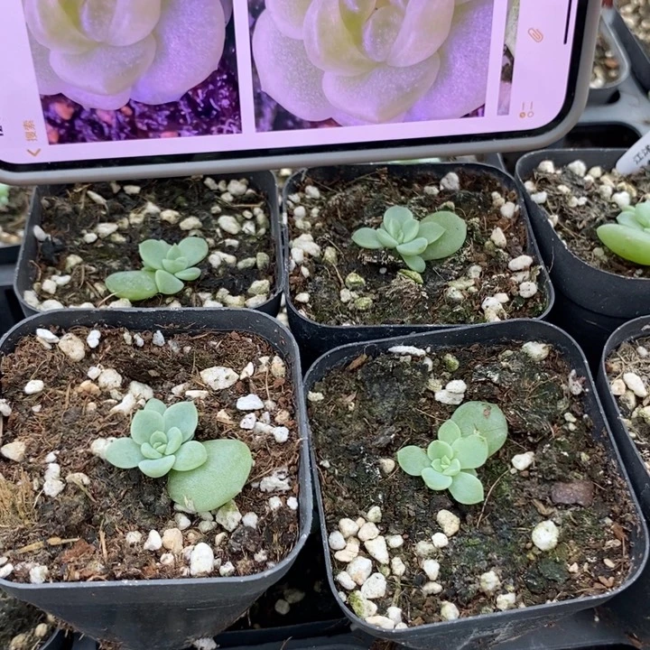 标41青柠一个多肉