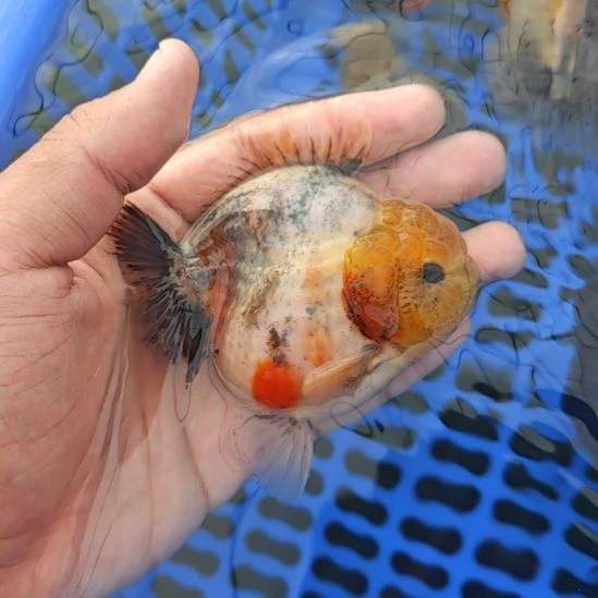 三色将军泰狮金鱼