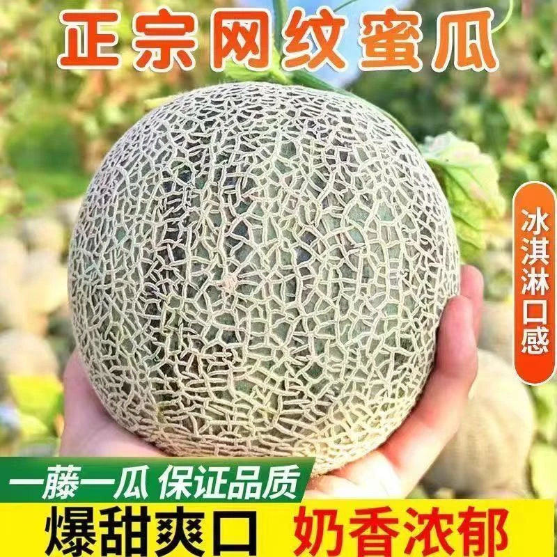 山东新鲜现摘网纹瓜香甜多汁冰激凌口感软糯可口