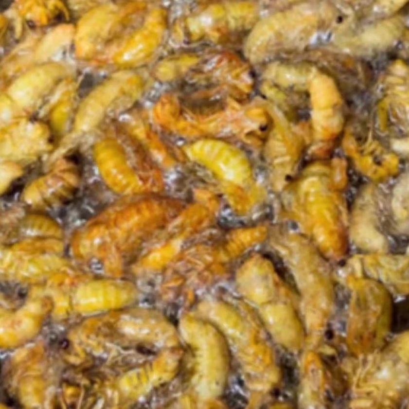 2025高山野生白蝉  嫩知了  油炸爆香 2瓶100只顺丰包邮冷冻