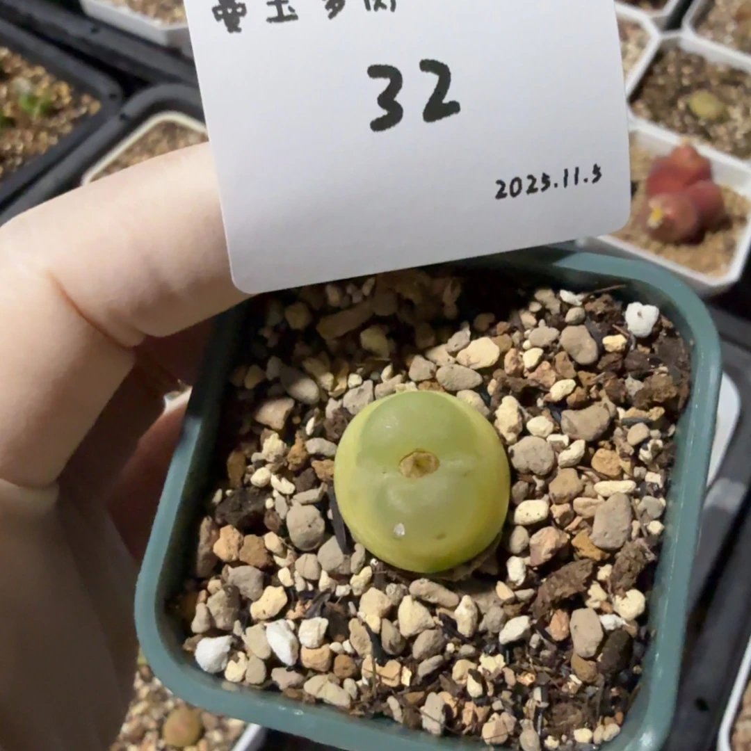 多肉多肉多肉11.5-032拉登1.8cm
