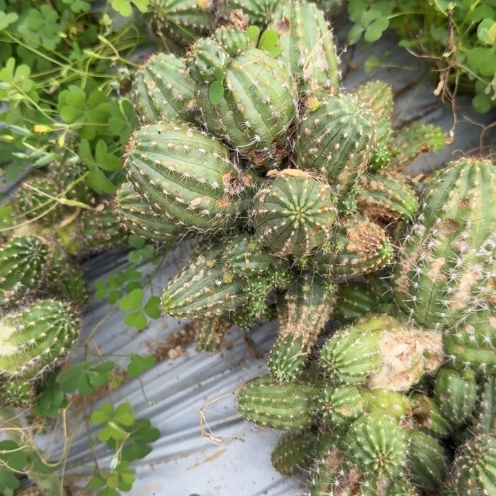 矮胖白檀998群生243