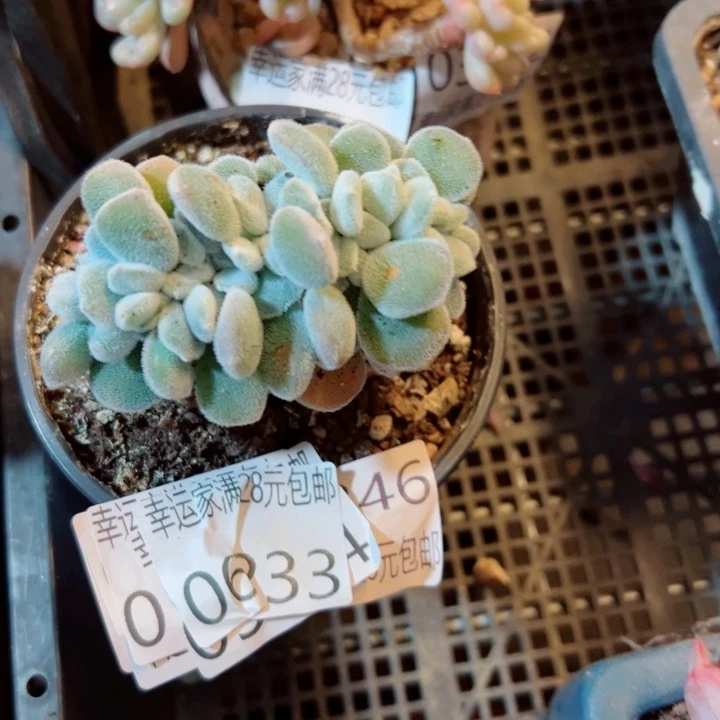 幸运的是我还没遇到你