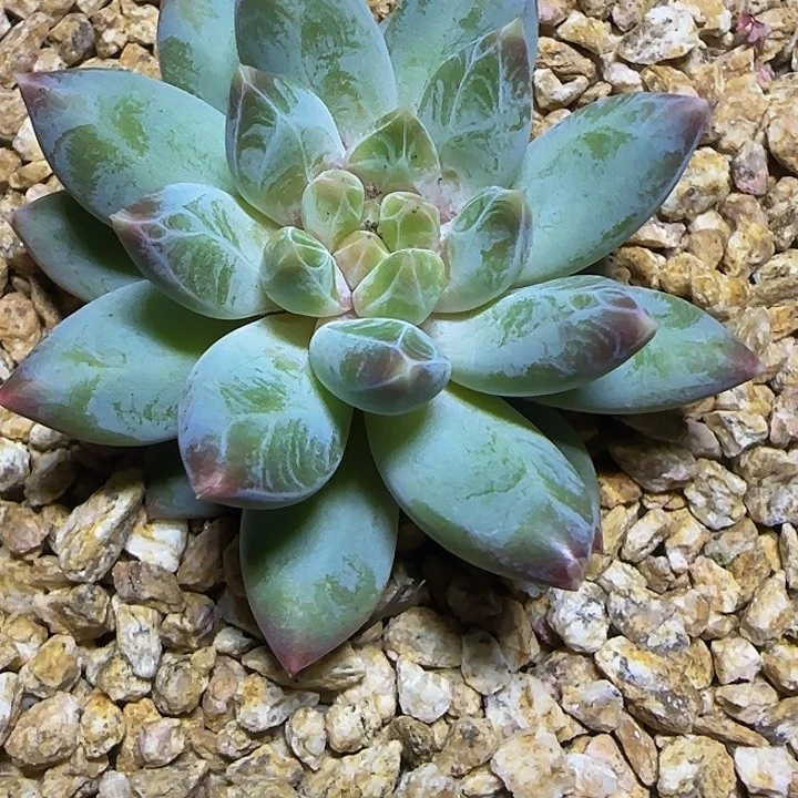 孔雀翎301多肉植物