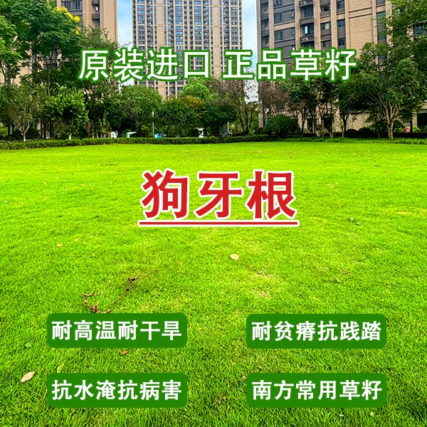草坪种子草坪草籽四季常青护坡复绿狗牙根地毯草庭院绿化马尼拉
