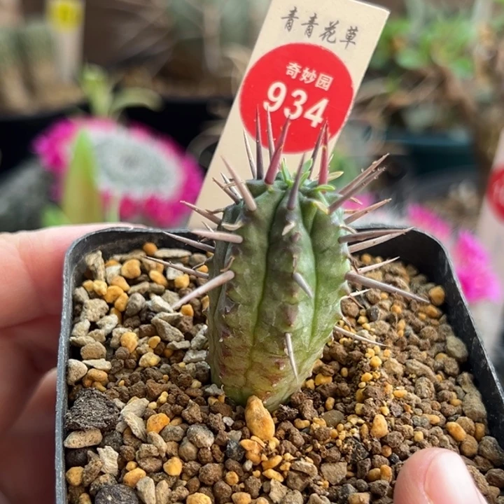 实生猛刺大戟一棵仙人球